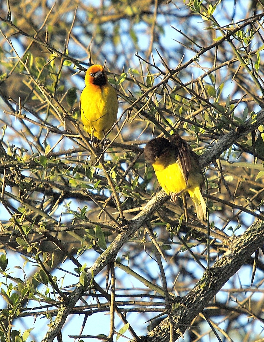 Black-necked Weaver - ML636995301