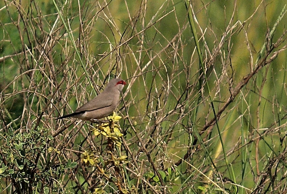 astrild sahelský - ML636995344