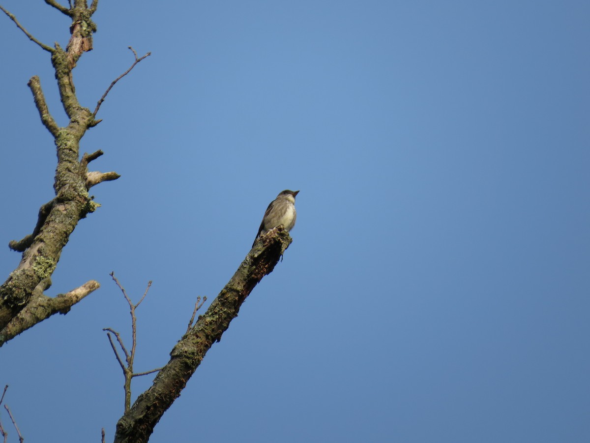 Olive-sided Flycatcher - ML636995378