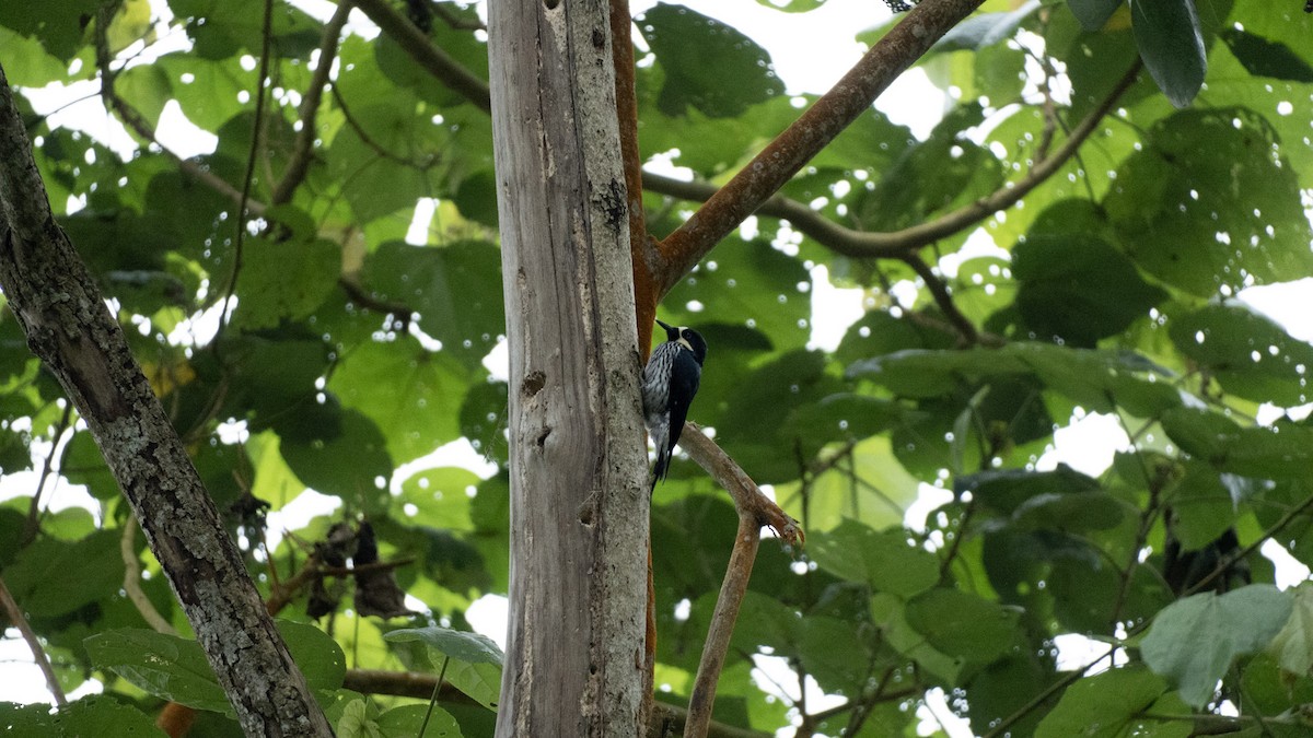 Acorn Woodpecker - ML636995389
