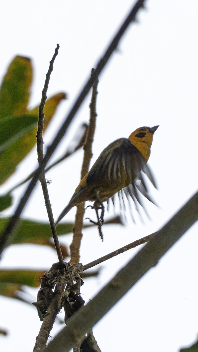 Golden Tanager - ML636995395