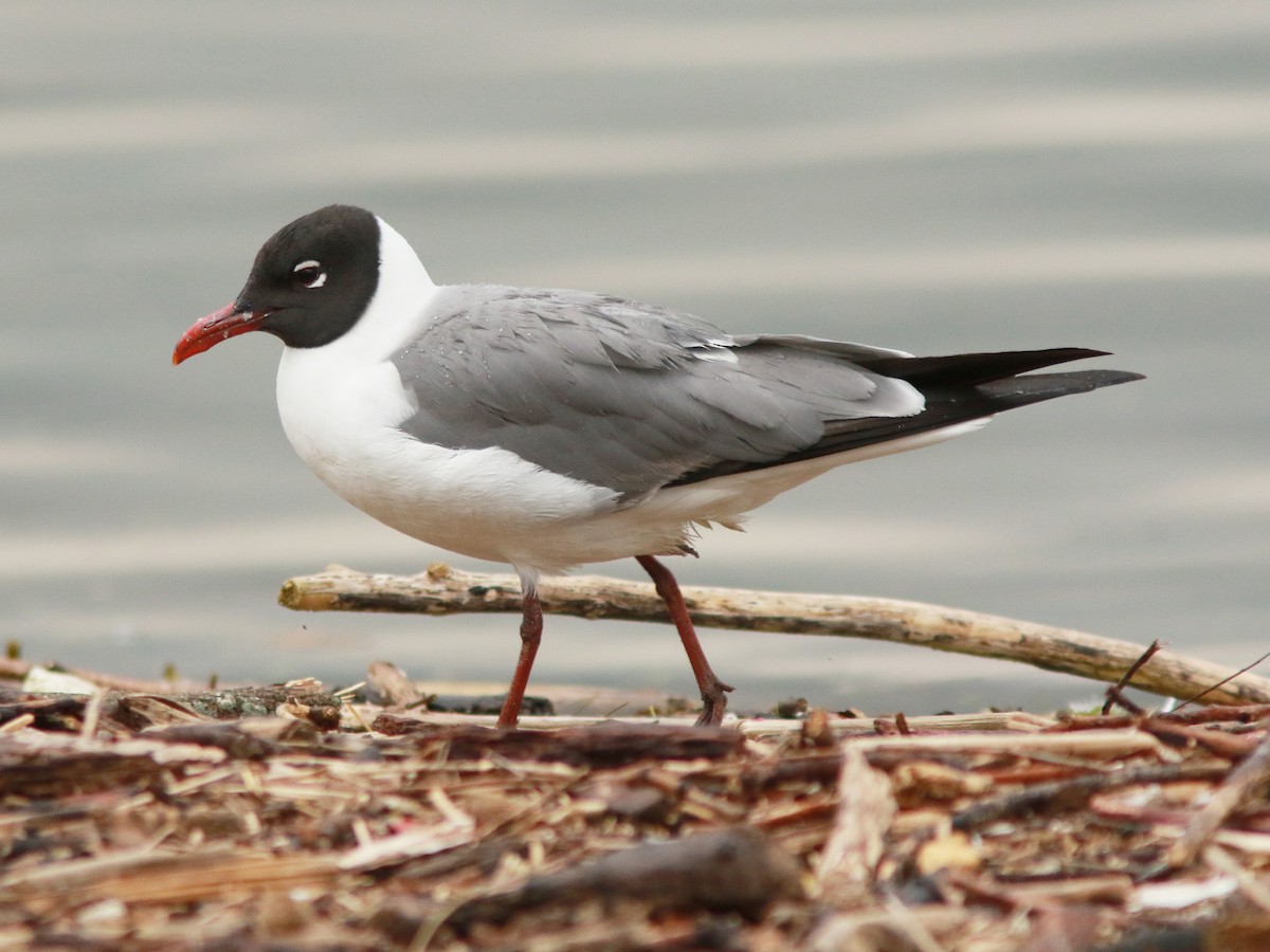 Laughing Gull - ML636995464