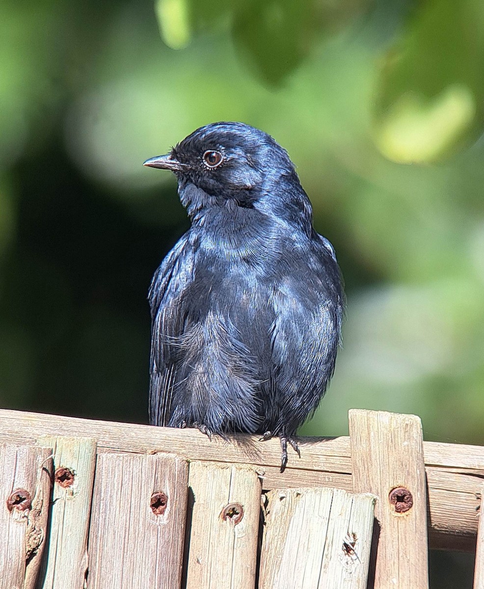 ミナミクロヒタキ - ML636995469