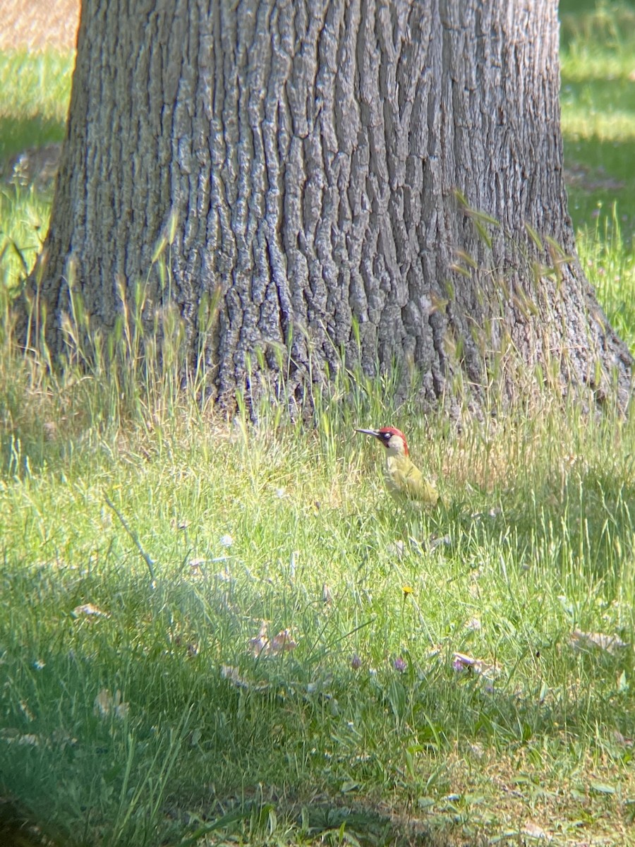 Eurasian Green Woodpecker - ML636995481