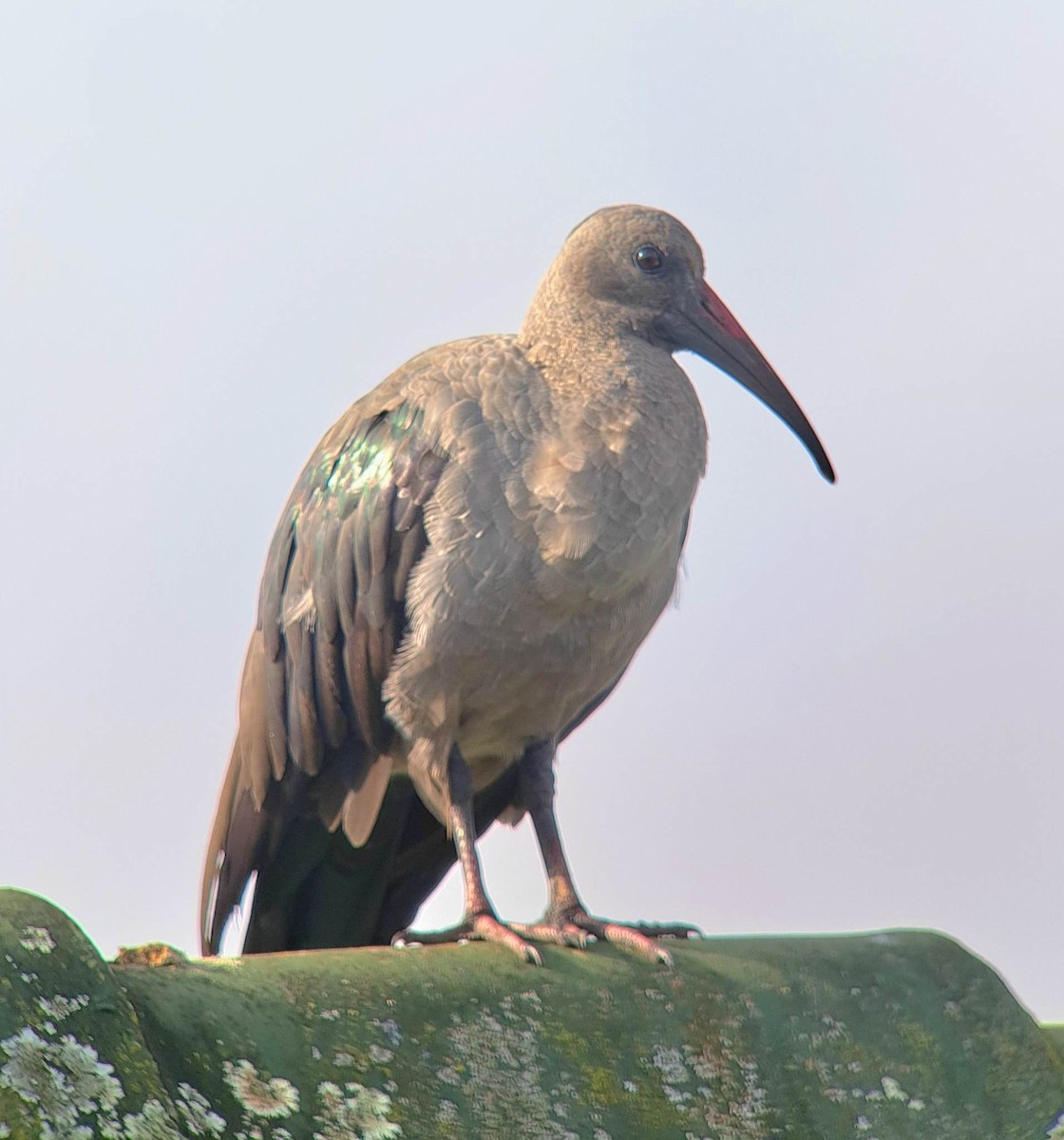 ハダダトキ - ML636995500