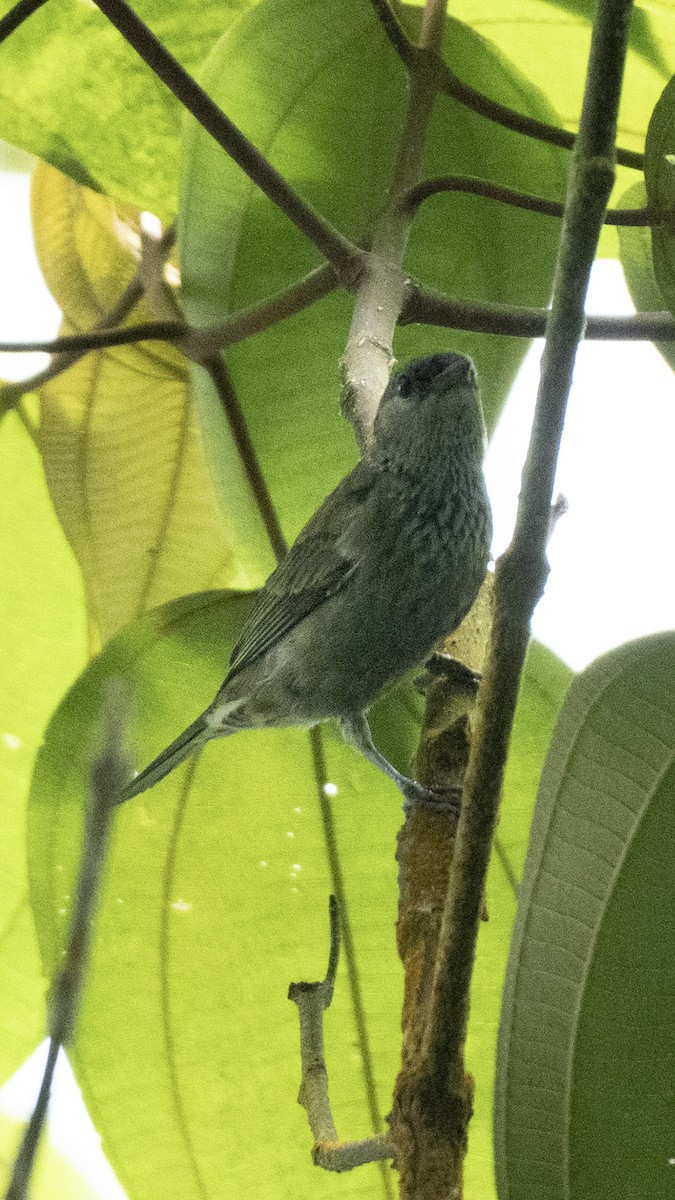 Black-capped Tanager - ML636995502