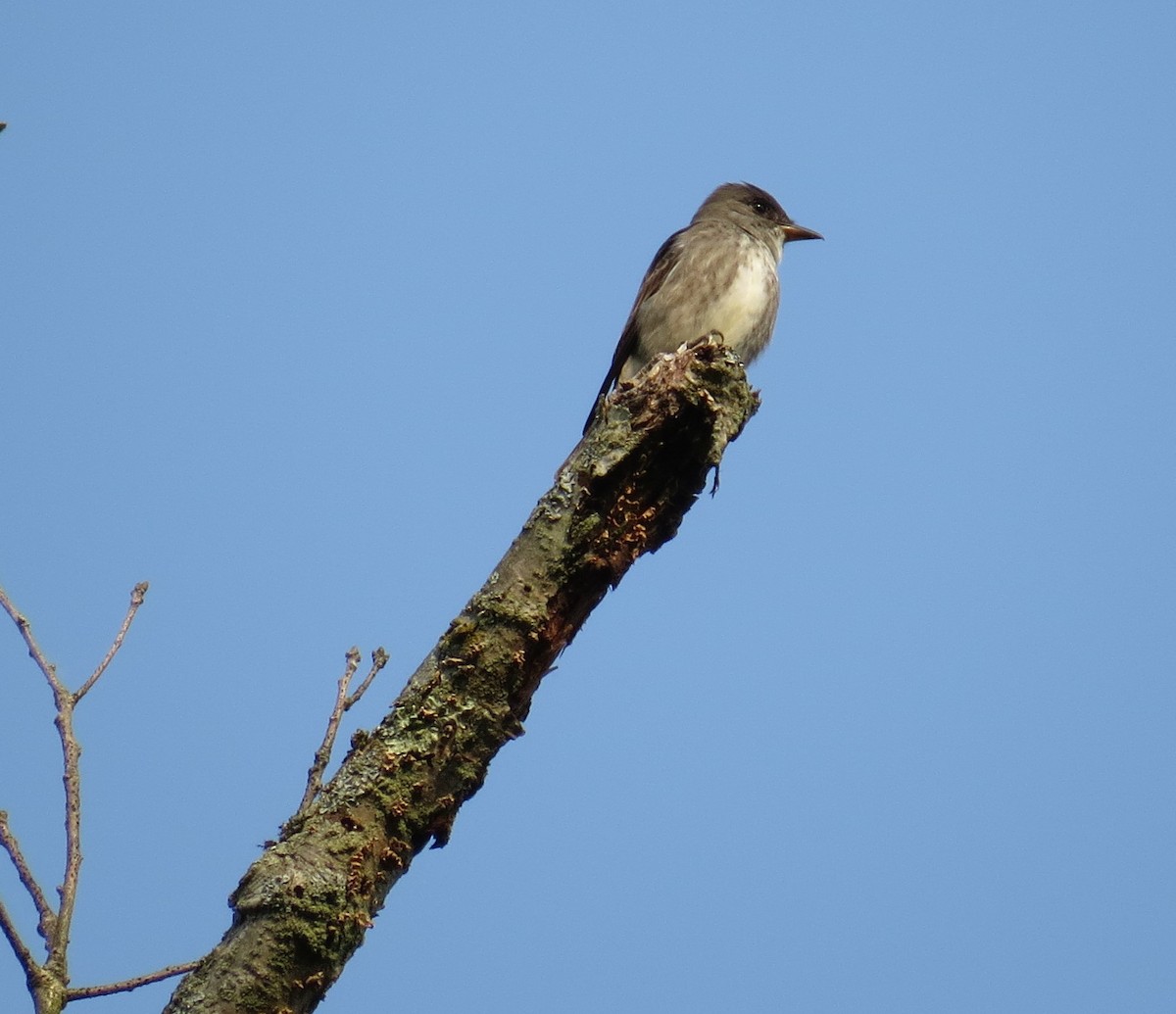 Olive-sided Flycatcher - ML636995541