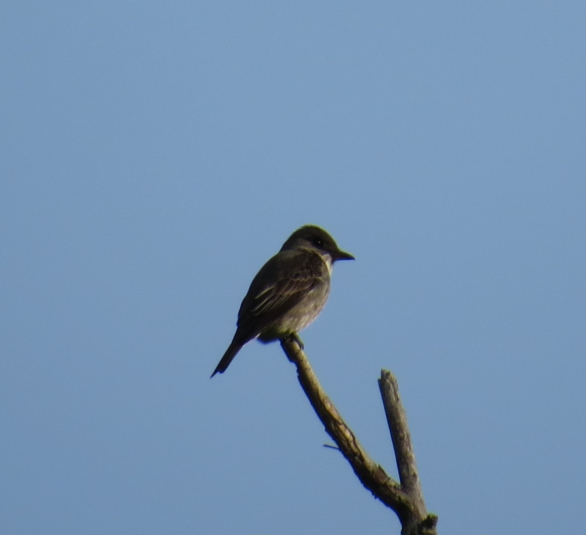 Olive-sided Flycatcher - ML636995545