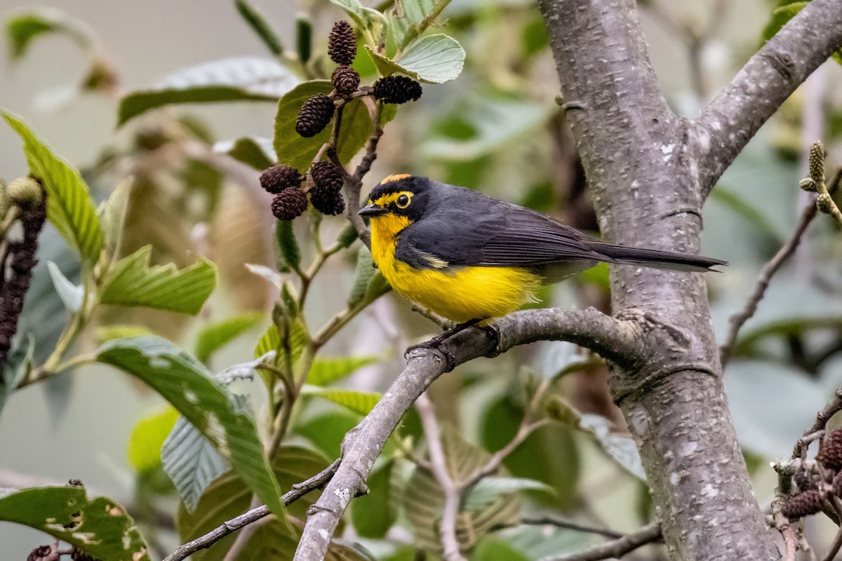 Spectacled Redstart - ML636995638
