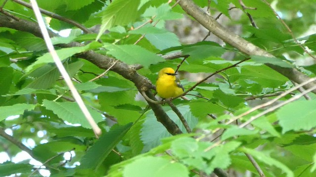 Blue-winged Warbler - ML636995853