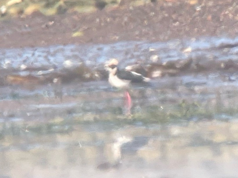 pisila černokrká - ML636996039