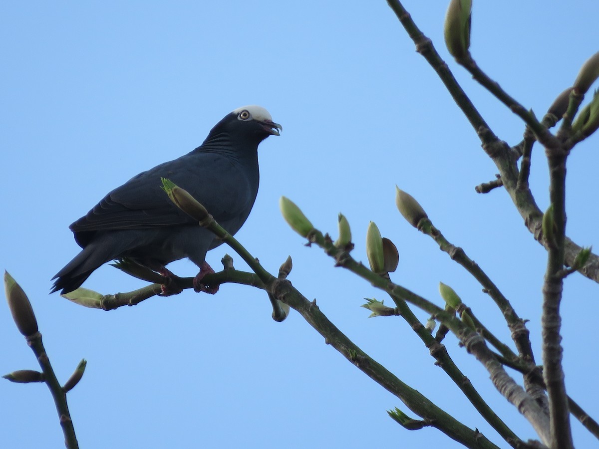 White-crowned Pigeon - ML636996056