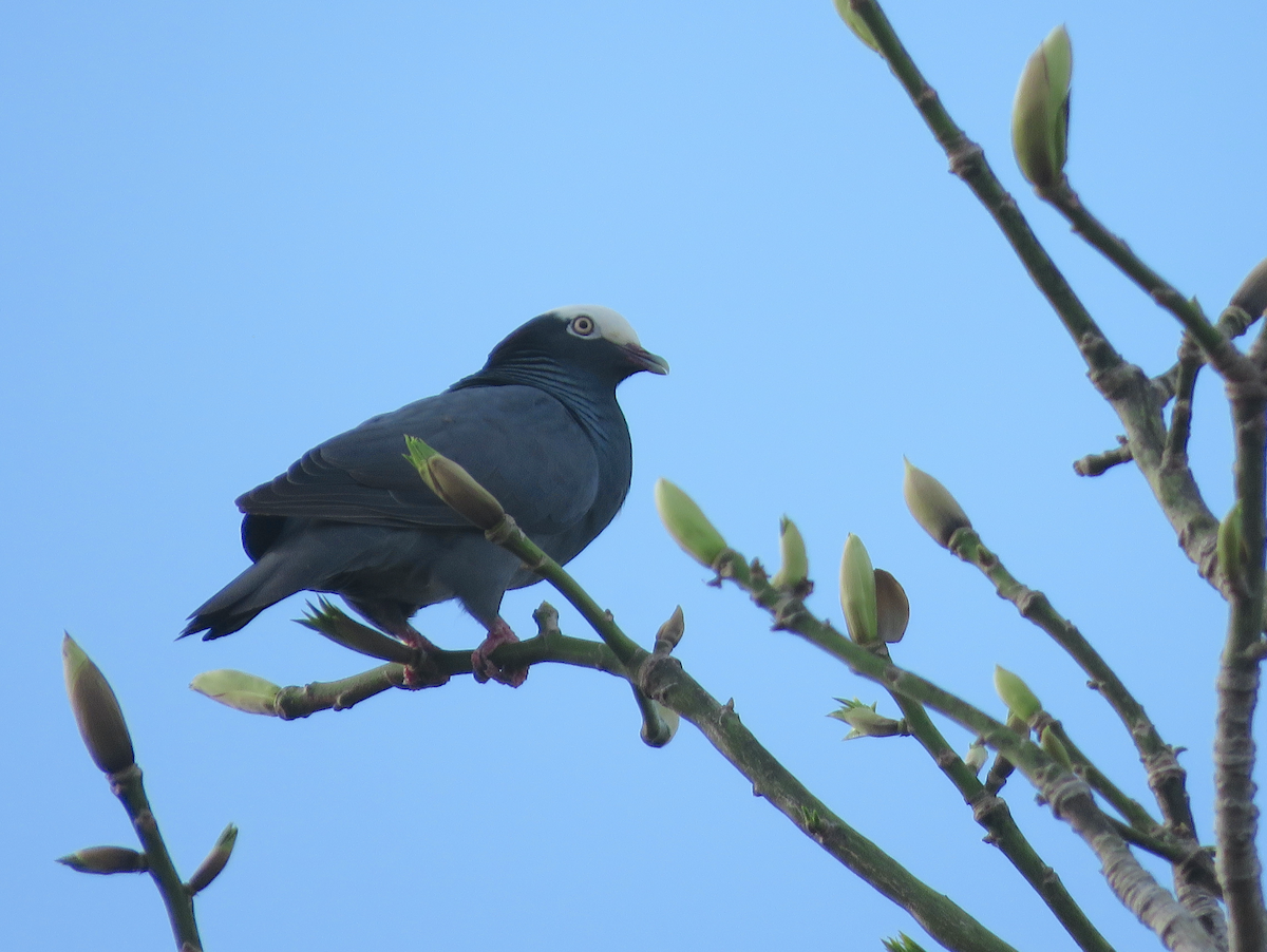 White-crowned Pigeon - ML636996094
