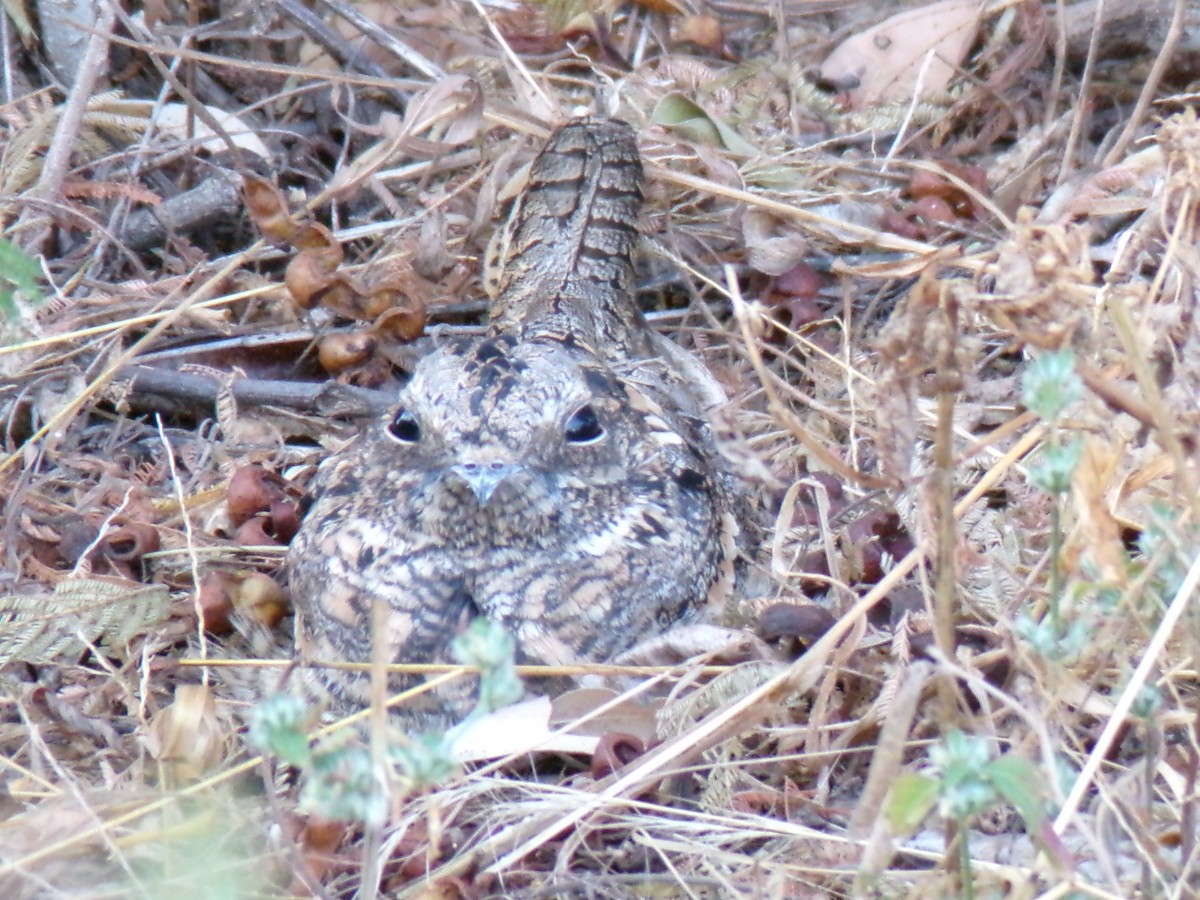 nightjar sp. - ML636996132