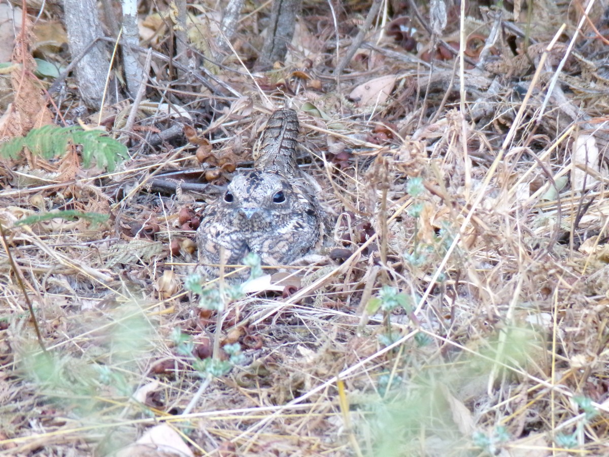 nightjar sp. - ML636996133