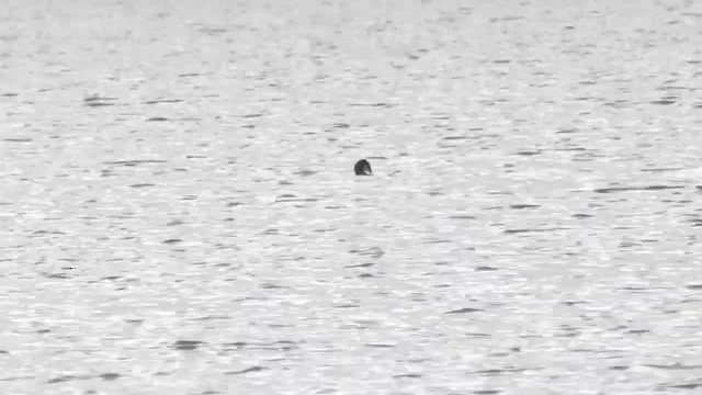 Plongeon catmarin - ML636996188