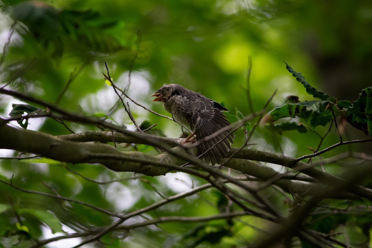Brown-headed Cowbird - ML636996228