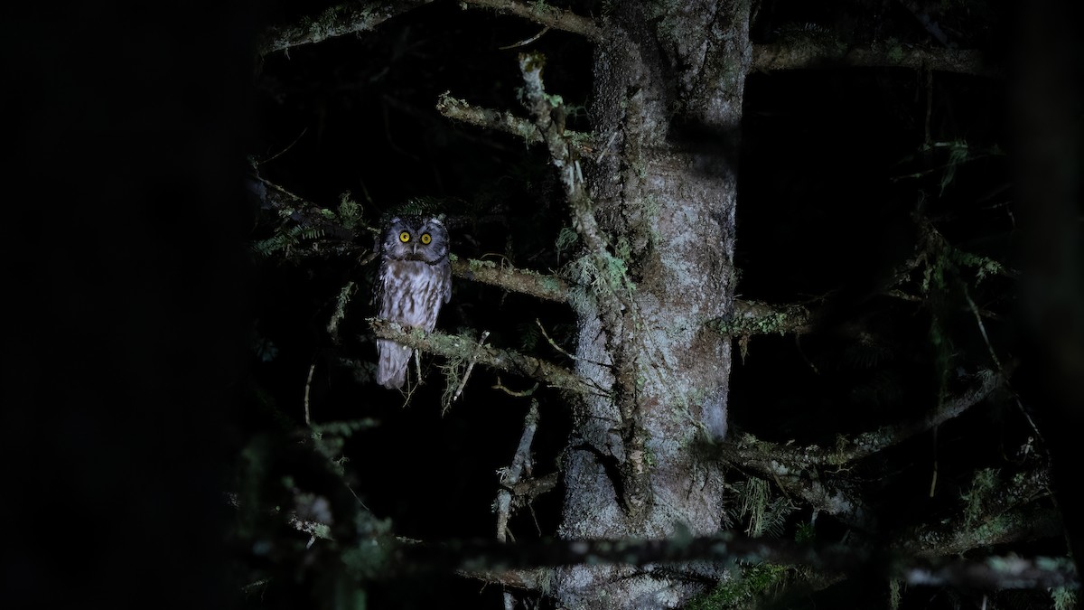 Boreal Owl - ML636996279