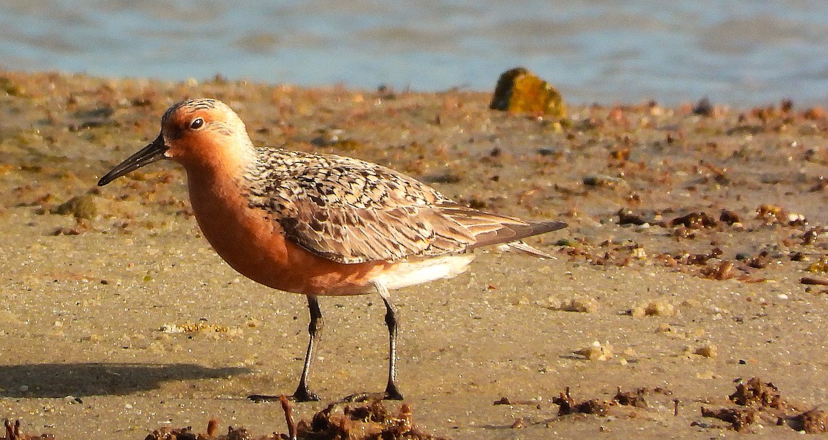 Red Knot - ML636996321