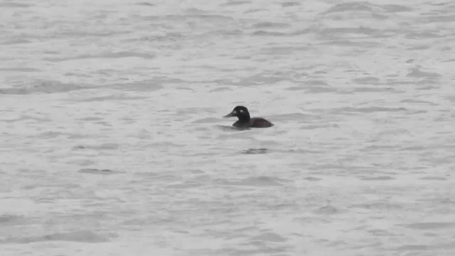 Macreuse brune - ML636996322