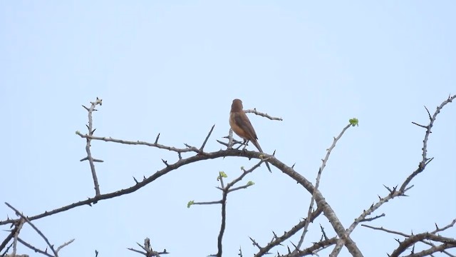 Rosy-patched Bushshrike - ML636996410