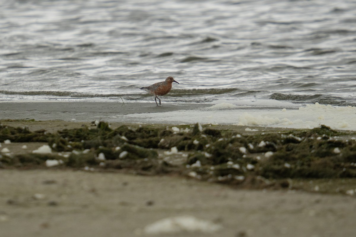 Red Knot - ML636996413