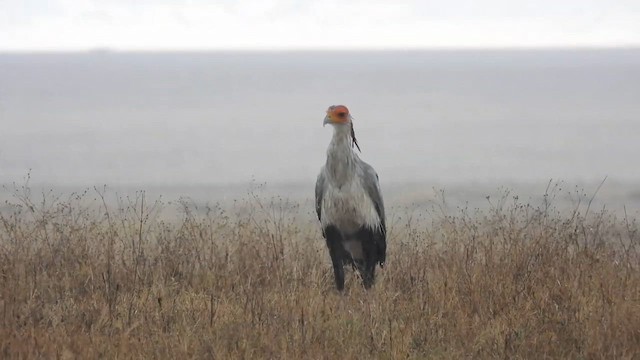 hadilov písař - ML636996472