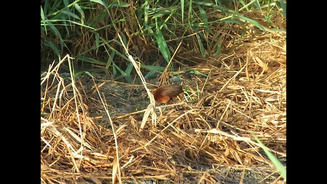 Ruddy Crake - ML636996481