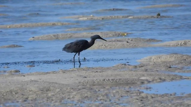 Black Heron - ML636996490