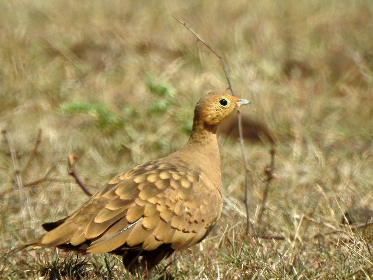 Chestnut-bellied Sandgrouse - ML636996521