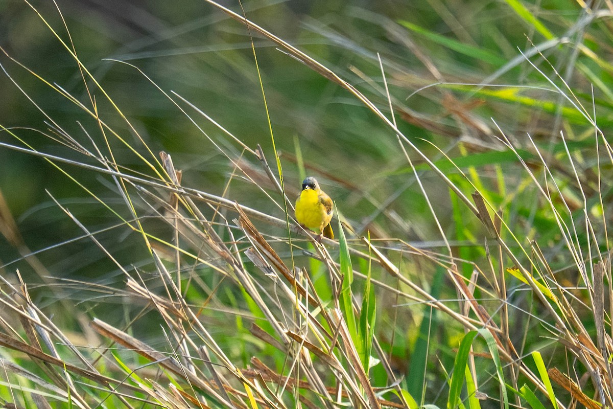 Gray-crowned Yellowthroat - ML636996523