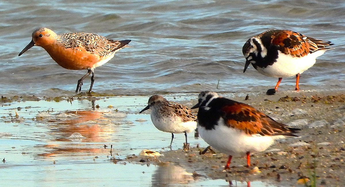 Red Knot - ML636996541