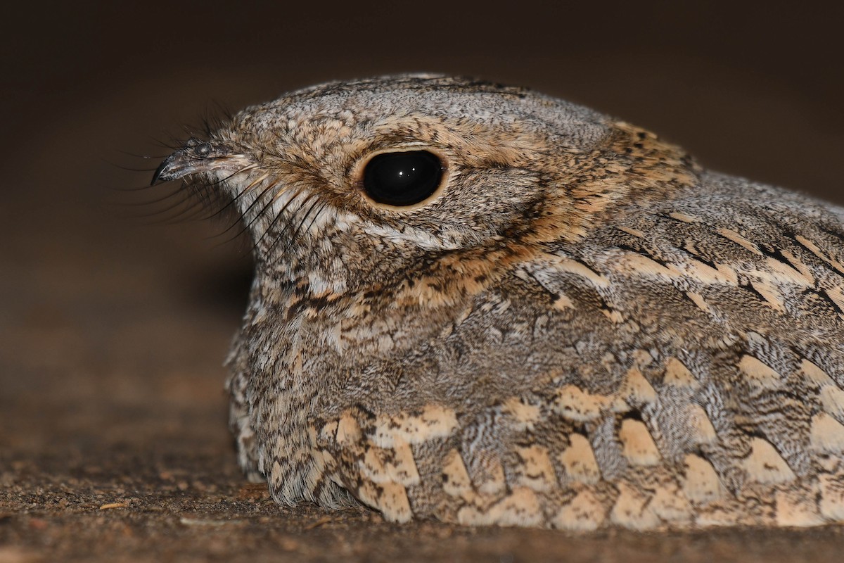 Nubian Nightjar - ML636996657