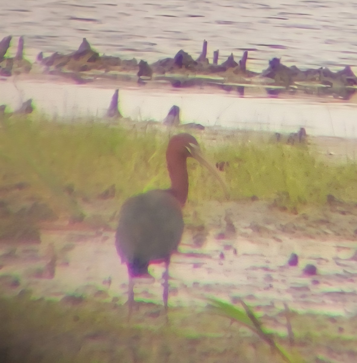 Glossy Ibis - ML636996683