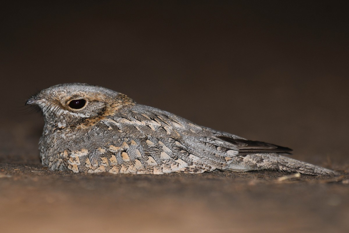 Nubian Nightjar - ML636996746