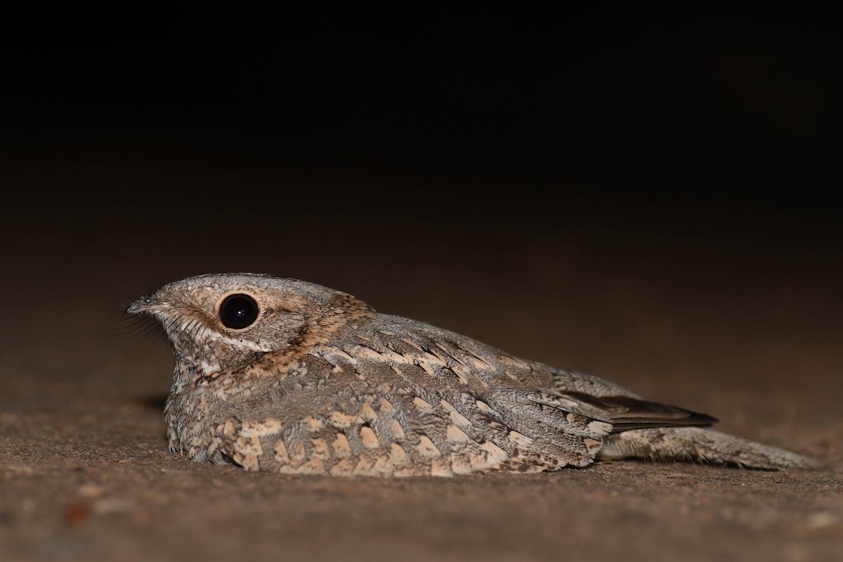 Nubian Nightjar - ML636996747