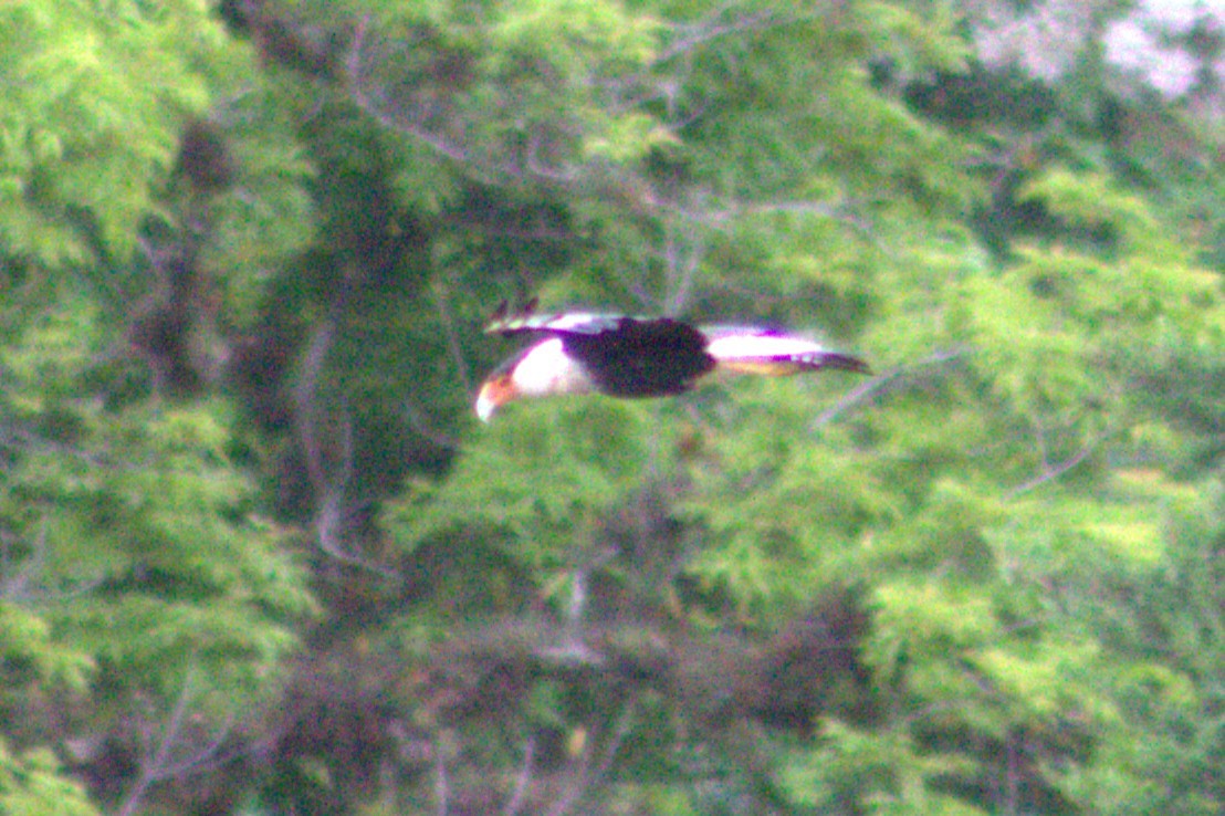 Crested Caracara - ML636996854