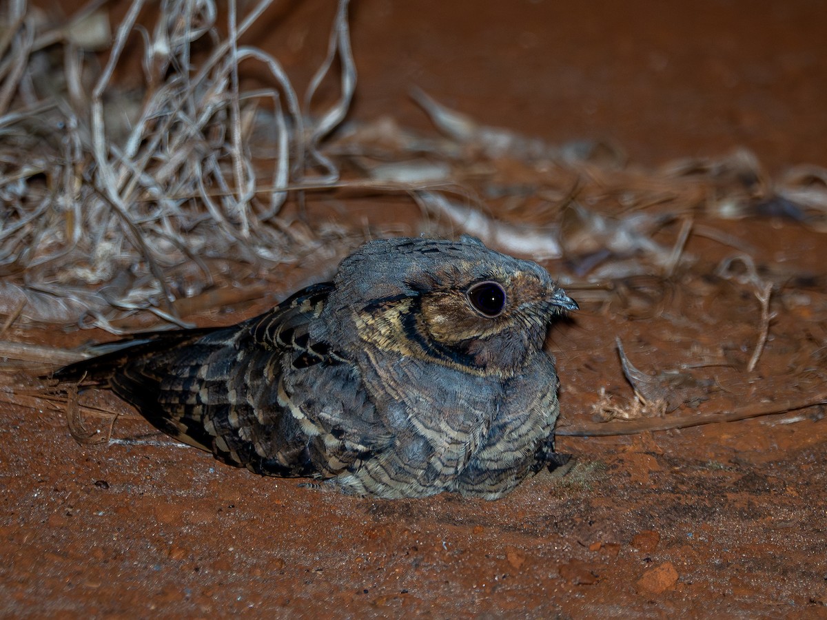 Common Pauraque - ML636996856