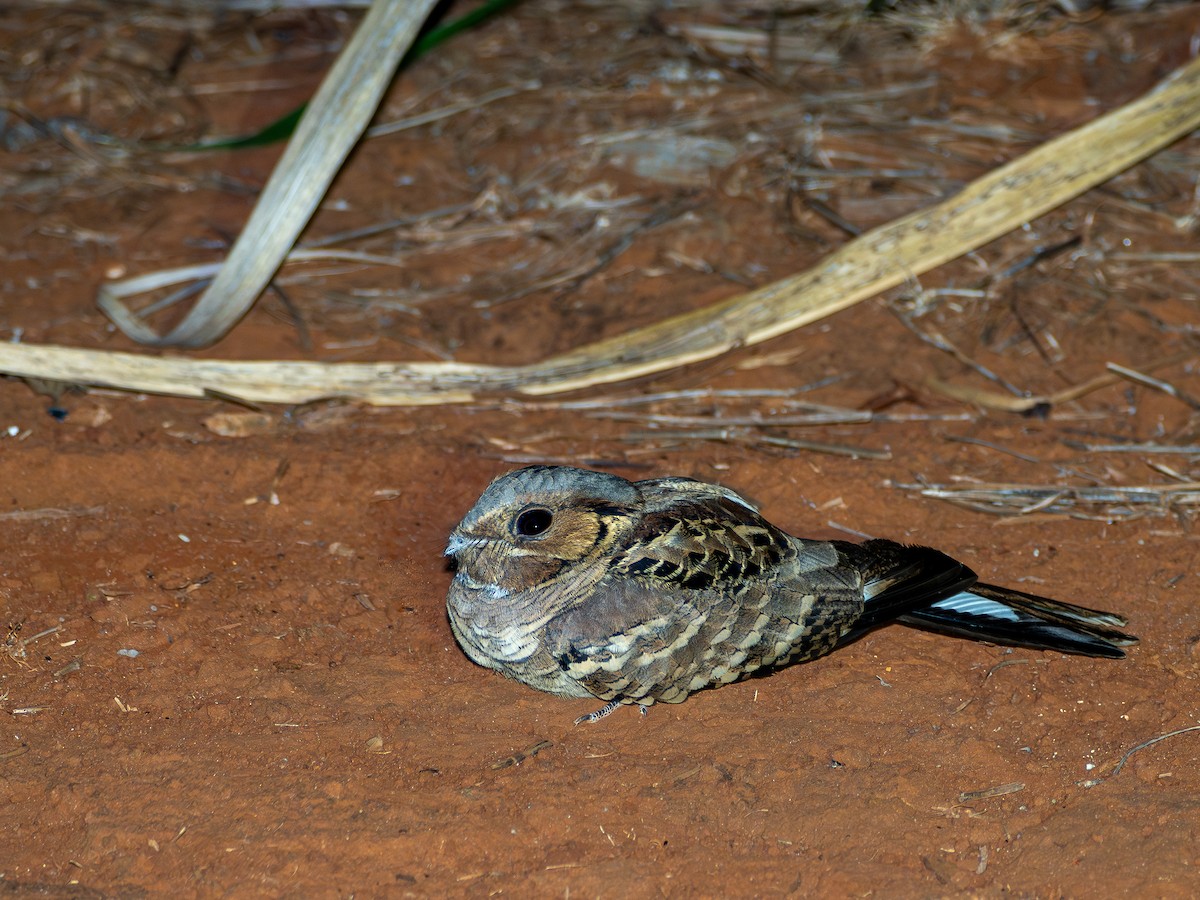 Common Pauraque - ML636996857
