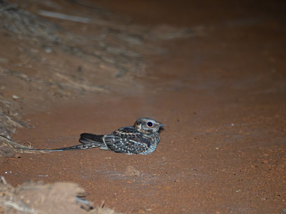 Scissor-tailed Nightjar - ML636996859