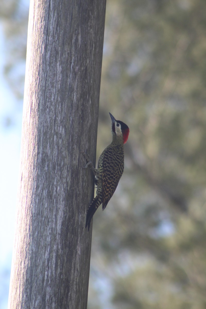 Green-barred Woodpecker - ML636996860