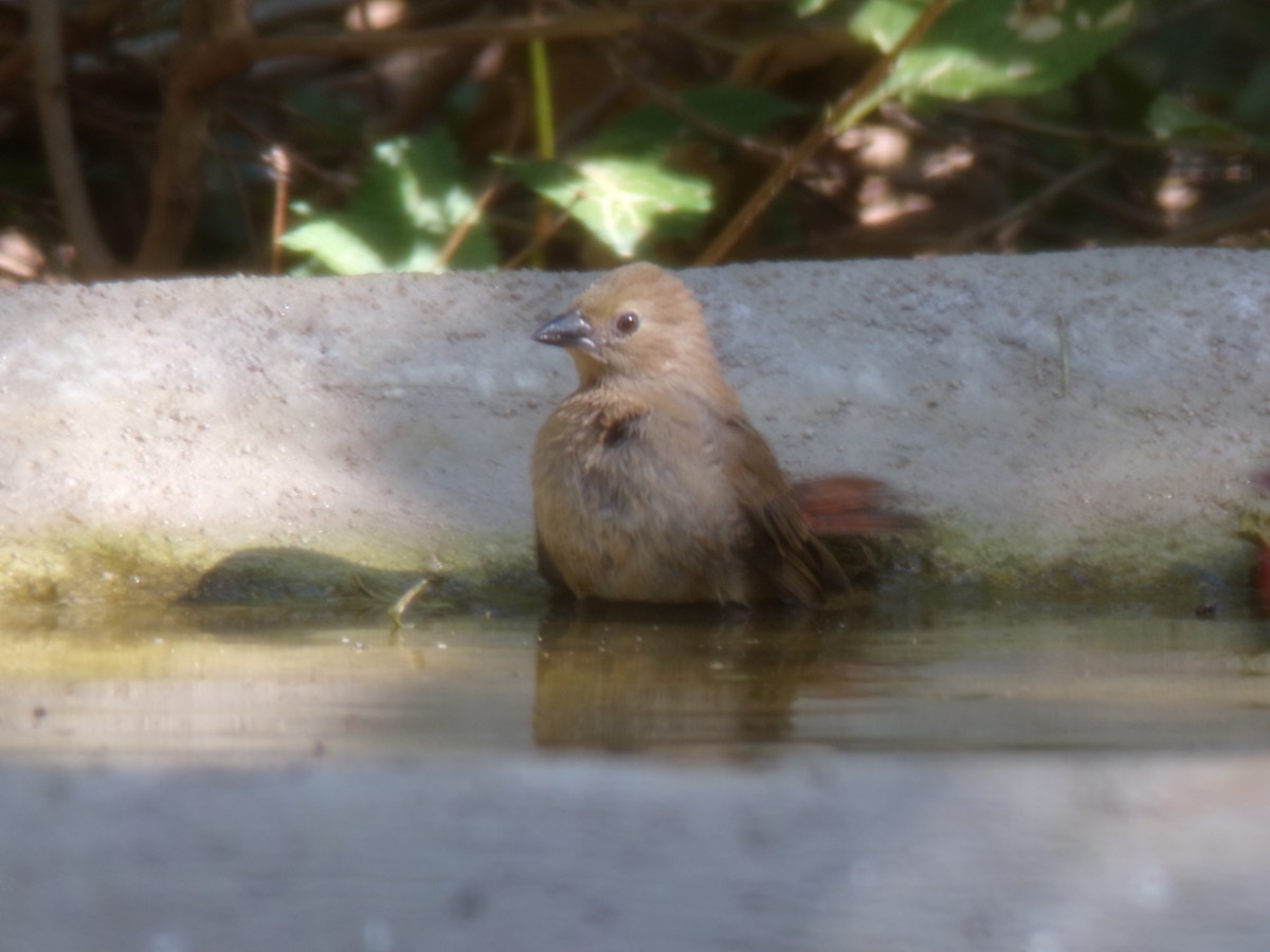 Green-winged Pytilia - ML636996862