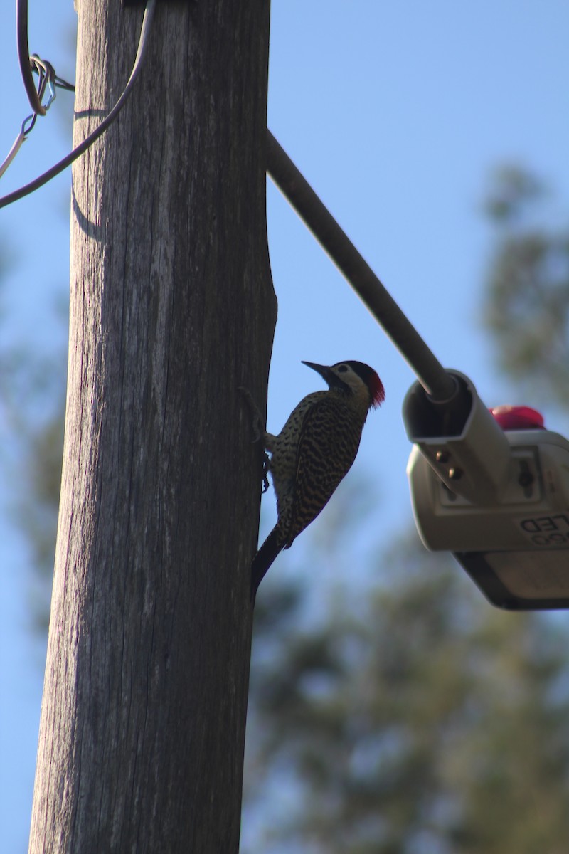 Green-barred Woodpecker - ML636996869
