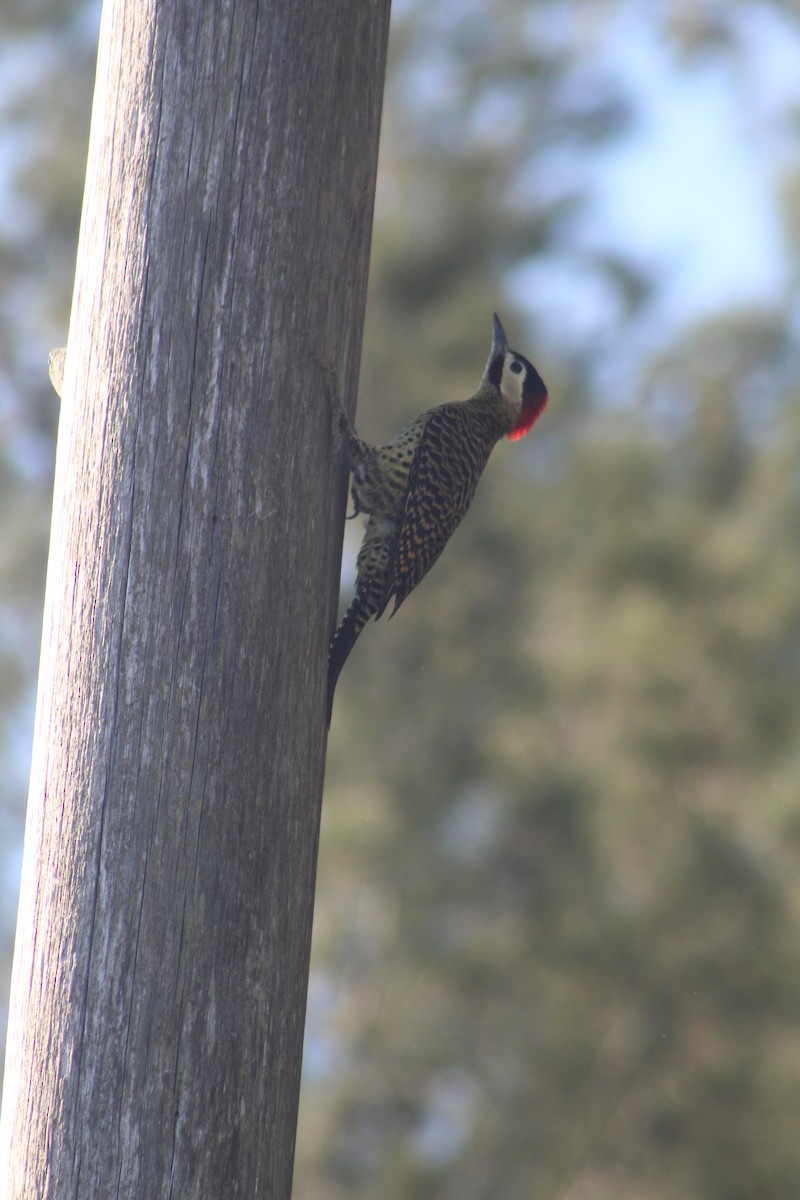 Green-barred Woodpecker - ML636996870