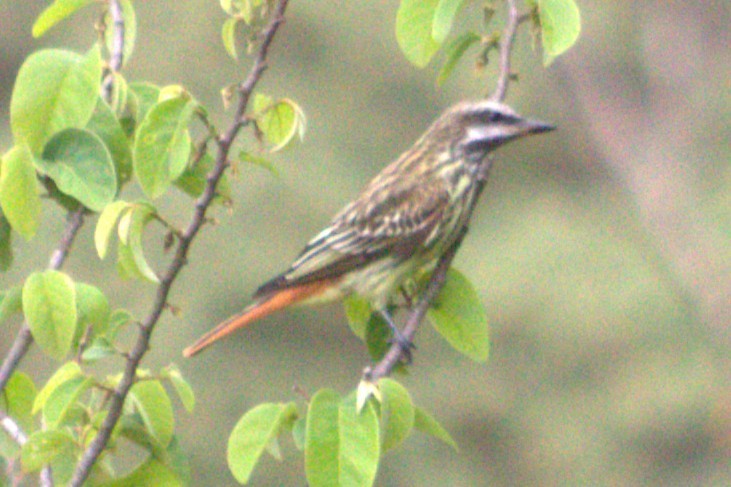 Sulphur-bellied Flycatcher - ML636996871