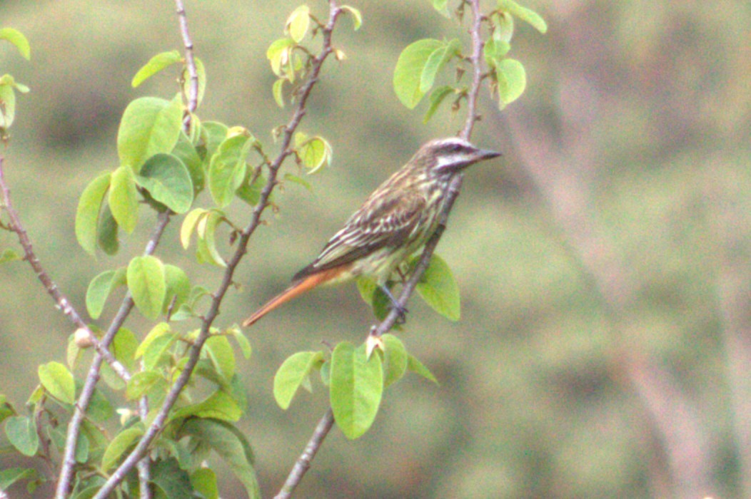 Sulphur-bellied Flycatcher - ML636996872
