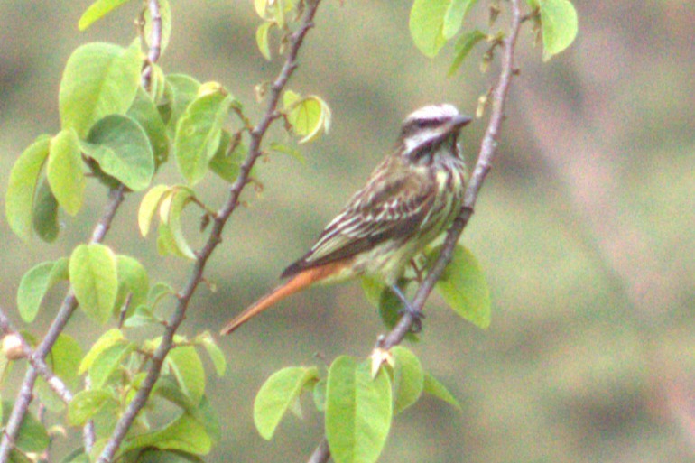 Sulphur-bellied Flycatcher - ML636996873