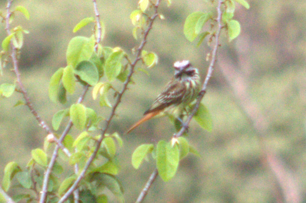 Sulphur-bellied Flycatcher - ML636996874