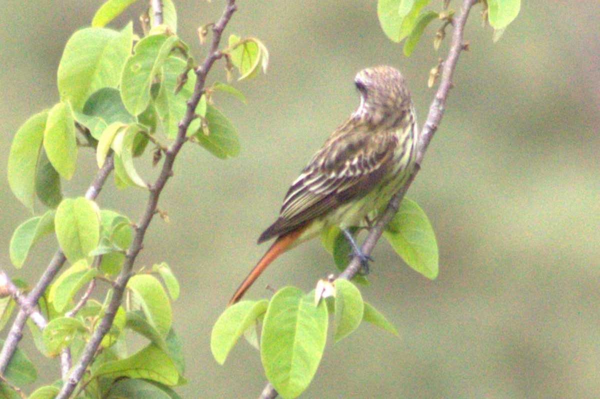 Sulphur-bellied Flycatcher - ML636996875