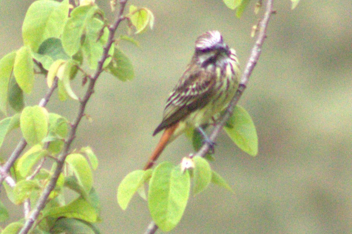 Sulphur-bellied Flycatcher - ML636996876